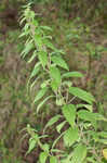 Smallspike false nettle